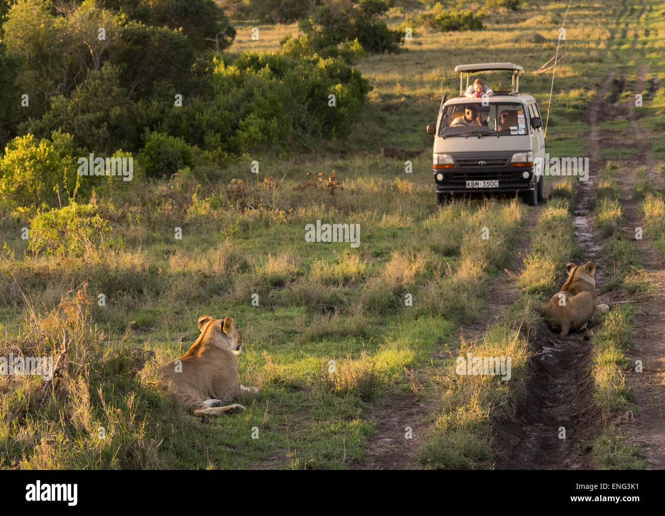 Touristen In einem Bus beobachten Löwin (Panthera Leo) vorbei In den Busch, Laikipia County, Mt Kenya National Park, Kenia Stockfoto