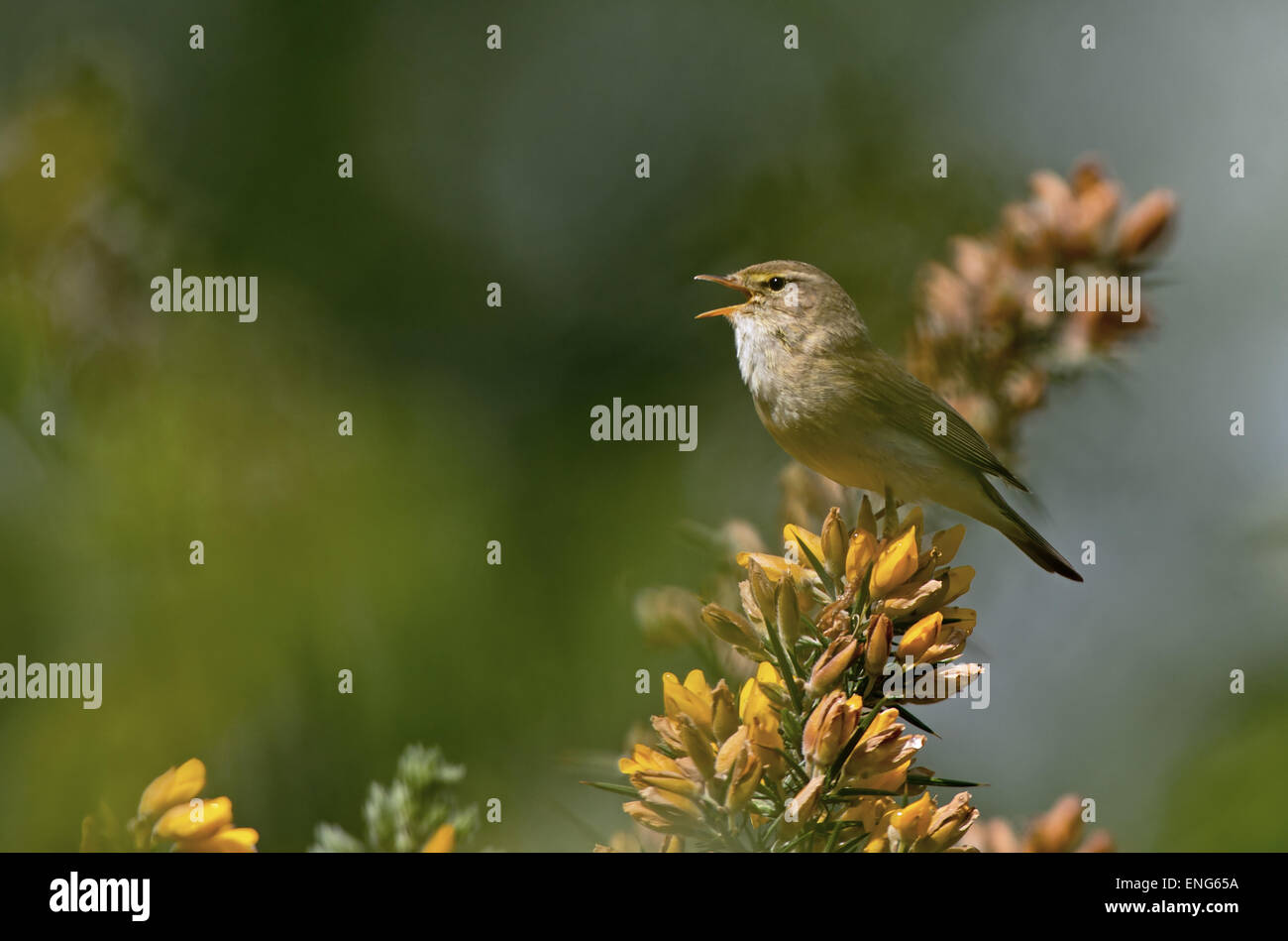 Willow Warbler-Phylloscopus Trochilus, Sitzstangen auf Ginster - Ulex Europaeus, im Lied. Frühling. UK Stockfoto