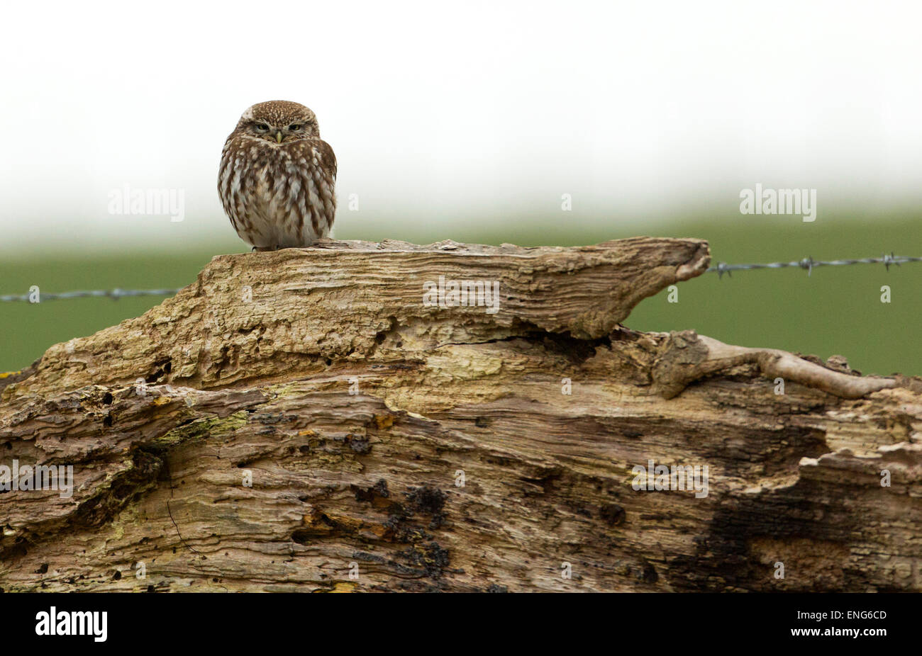 Steinkauz (Athene Noctue) an gefallenen Baumstamm. : Deutsch Chevêche d'Athéna: Steinkauz Spanisch: Mochuelo Europeo Stockfoto