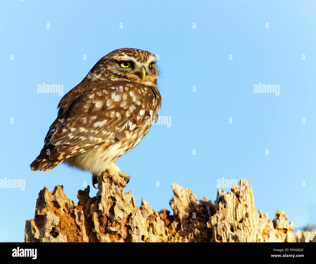 Steinkauz (Athene Noctua) auf einen Baum, gelbe Flechten. Stockfoto