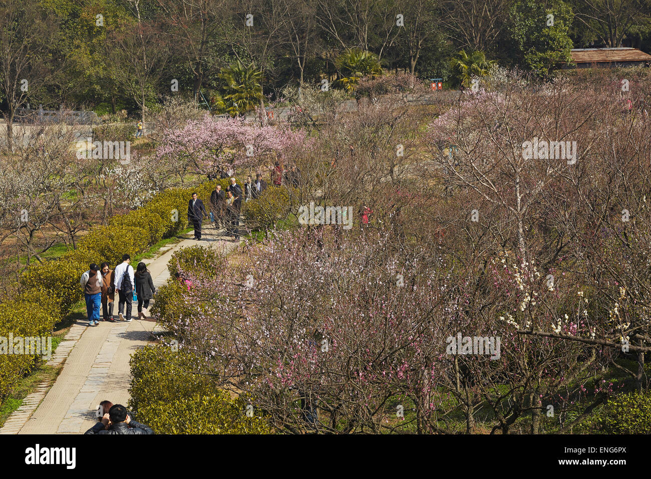 Menschen bewundern Frühling Pflaumenblüten im Mingxiaoling, das Grab von der erste Kaiser der Ming-Dynastie, Nanjing, China. Stockfoto