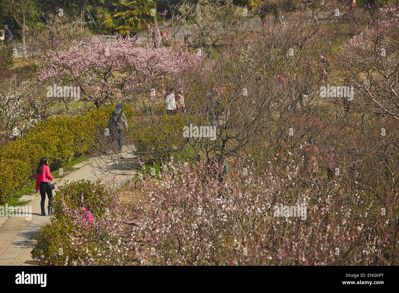 Menschen bewundern Frühling Pflaumenblüten im Mingxiaoling, das Grab von der erste Kaiser der Ming-Dynastie, Nanjing, China. Stockfoto