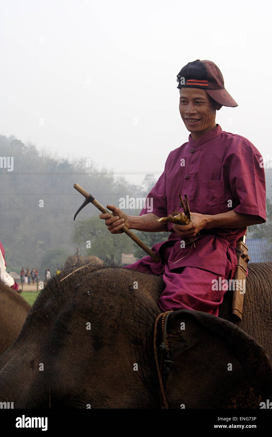 Lao Elephant Festival Sanyabouri Stockfoto