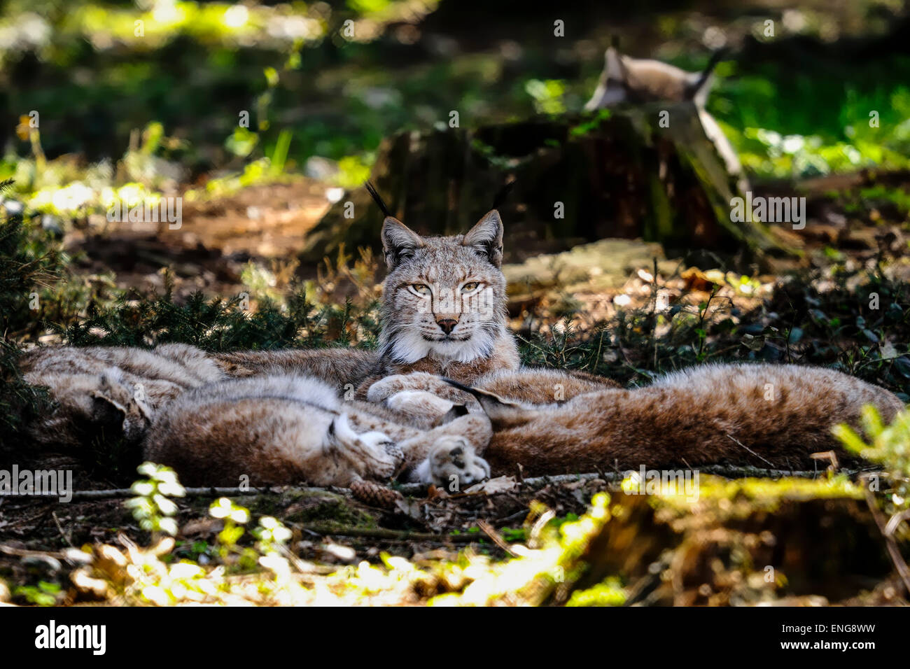 Lynx lynx Stockfoto