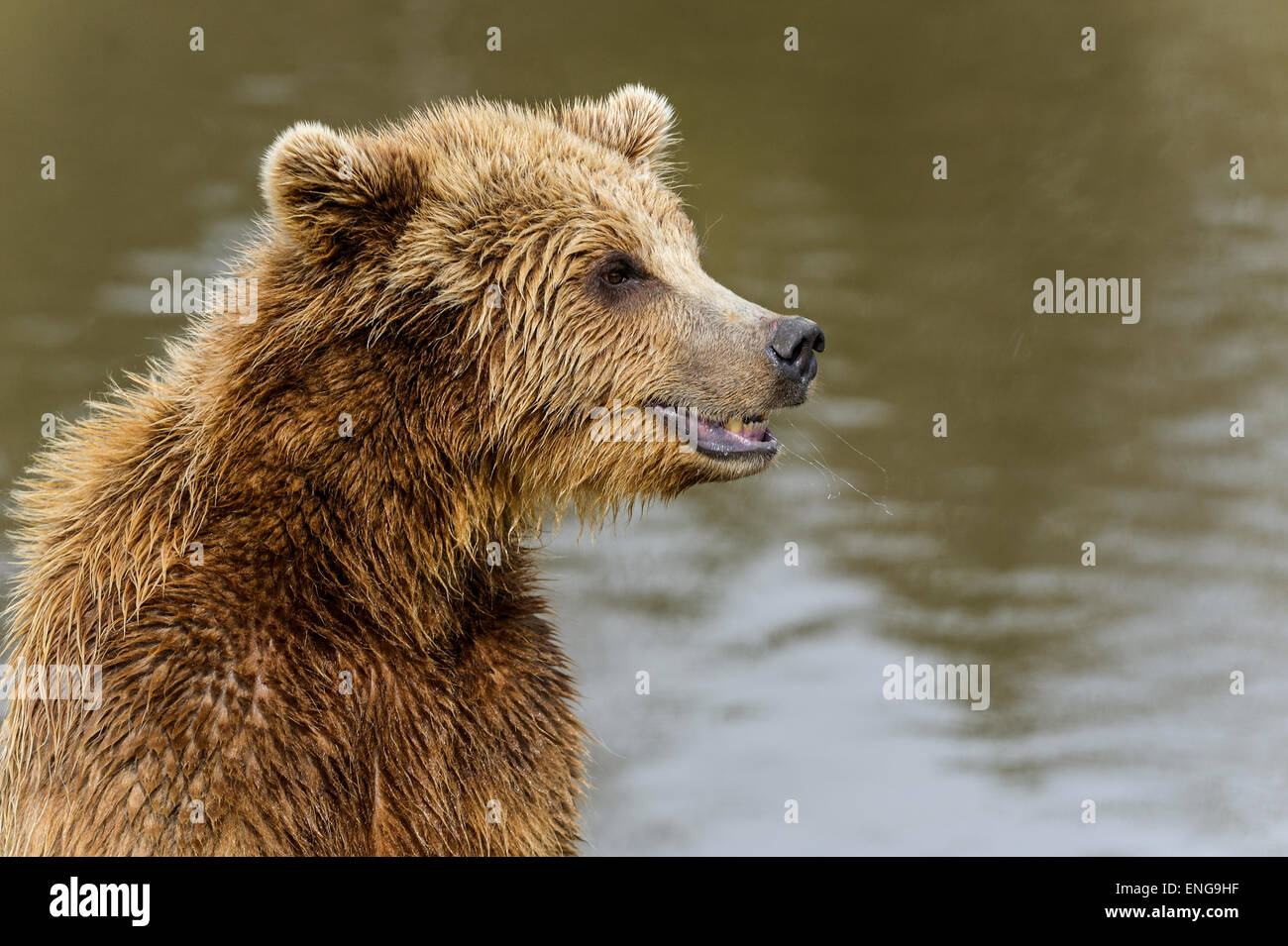 Brauner Bär, Ursus arctos Stockfoto