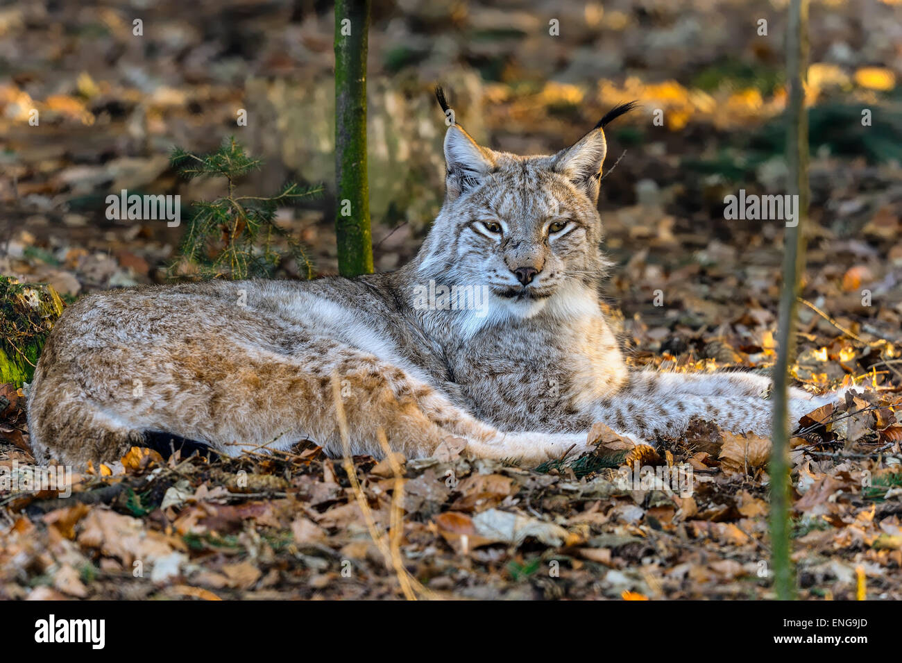 Lynx lynx Stockfoto