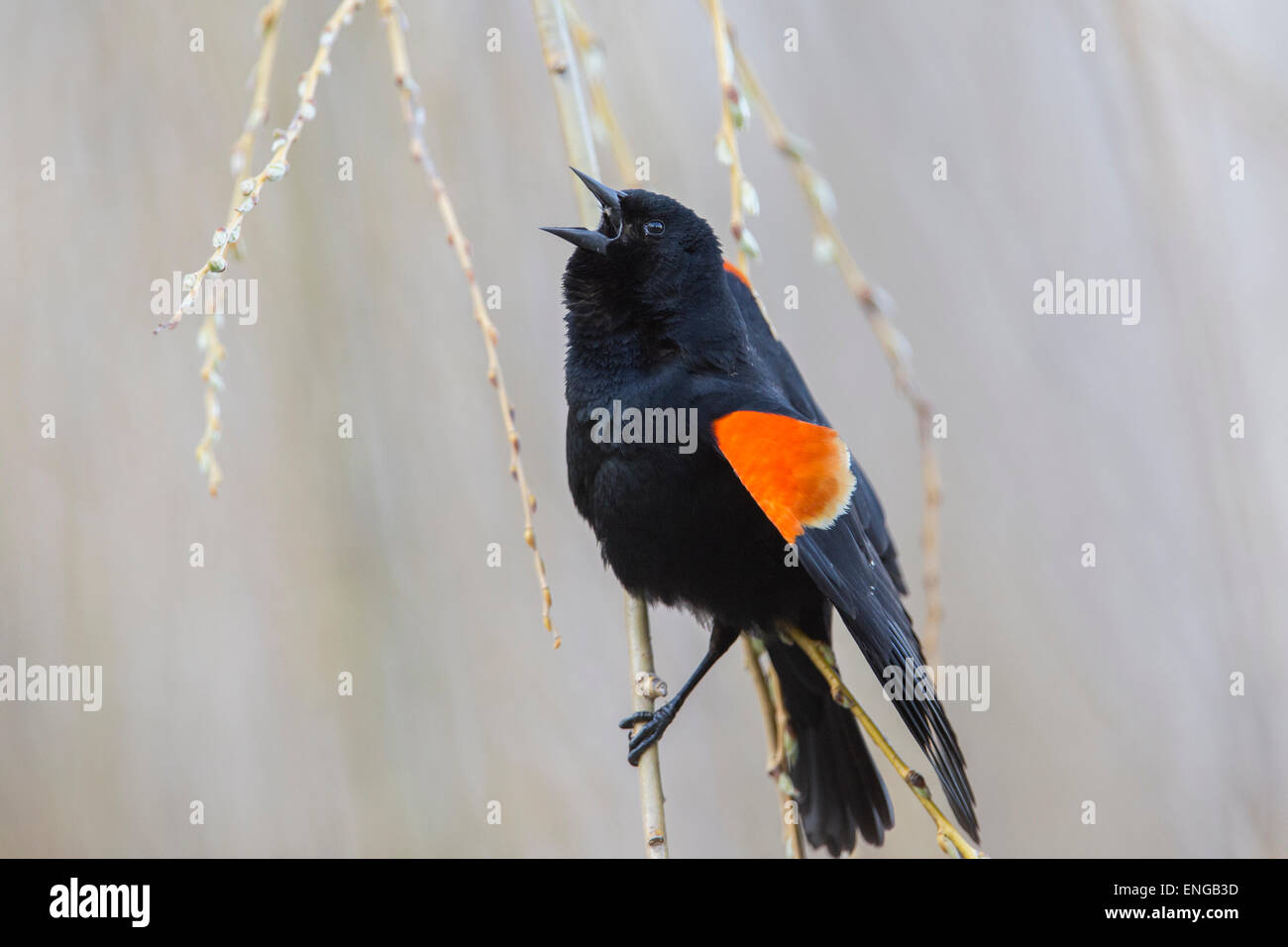 Red winged Blackbird (Agelaius Phoeniceus) singen im Frühling Stockfoto