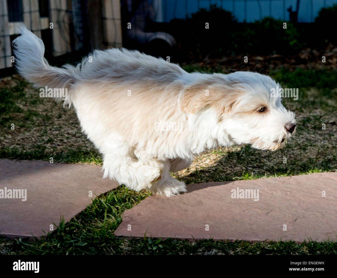 Tibet Terrier Welpen spielen im Garten Stockfoto