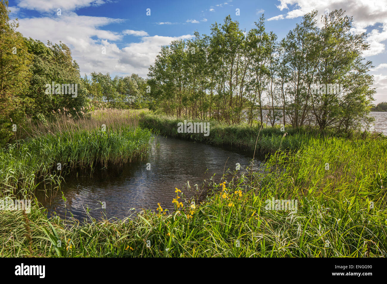 Koolhofputten, Naturschutzgebiet in der Nähe von Nieuwpoort / Nieuport, West-Flandern, Belgien Stockfoto