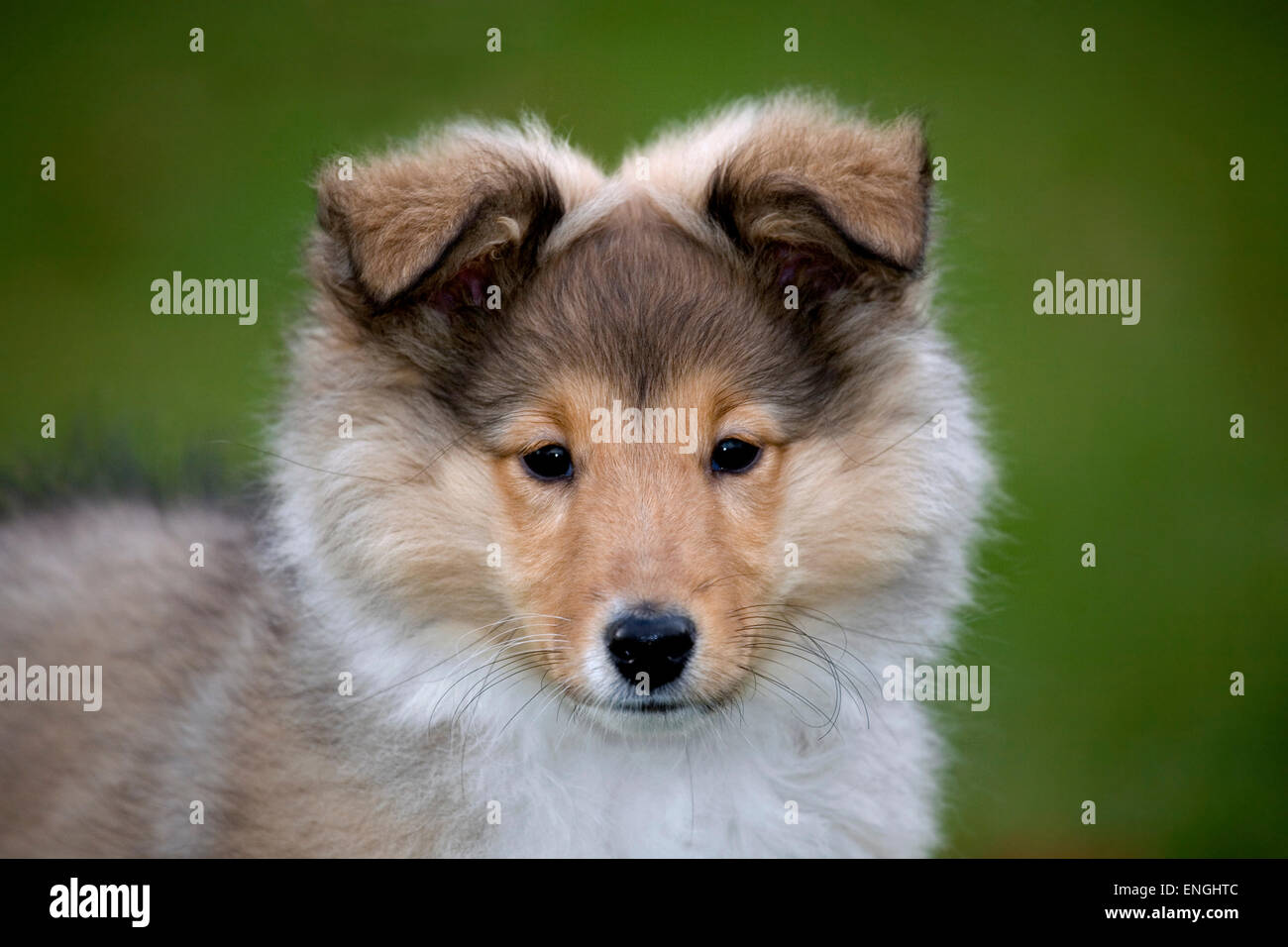 Shetland Sheepdog / Collie Welpen (Canis Lupus Familiaris) Großaufnahme Porträt im Garten Stockfoto