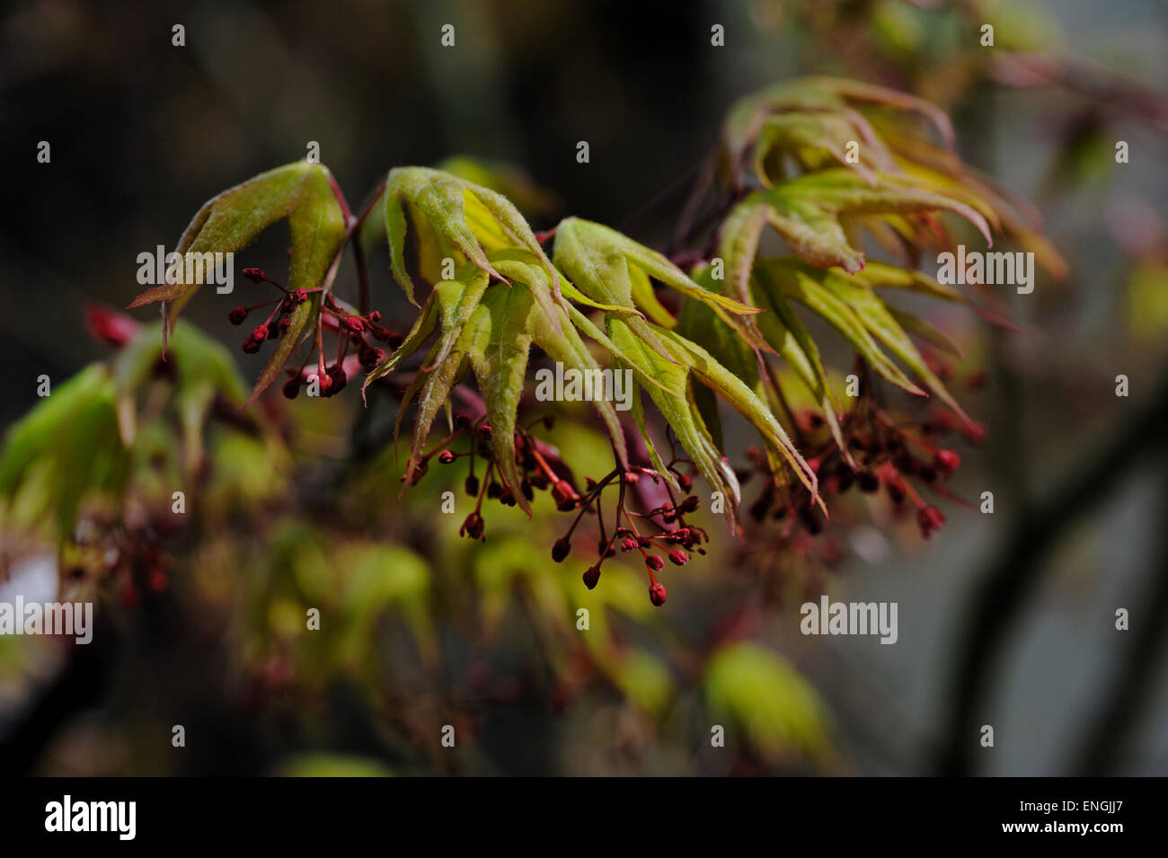 Acer Palmatum Osakazuki Stockfoto