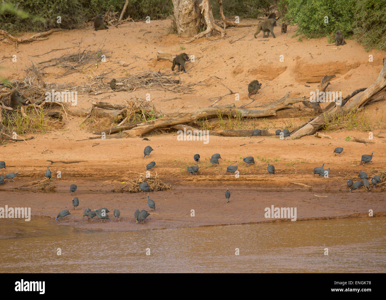 Ufer des Flusses, Samburu County, Samburu National Reserve, Kenia Stockfoto