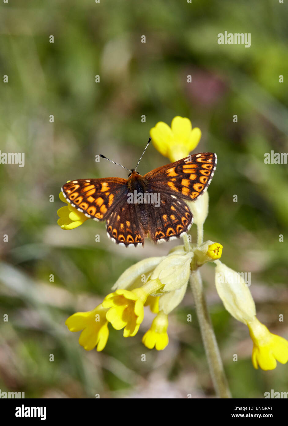 Herzog von Burgund Schmetterling auf Schlüsselblume. Noar Hill Nature Reserve, Selborne, Hampshire, England. Stockfoto
