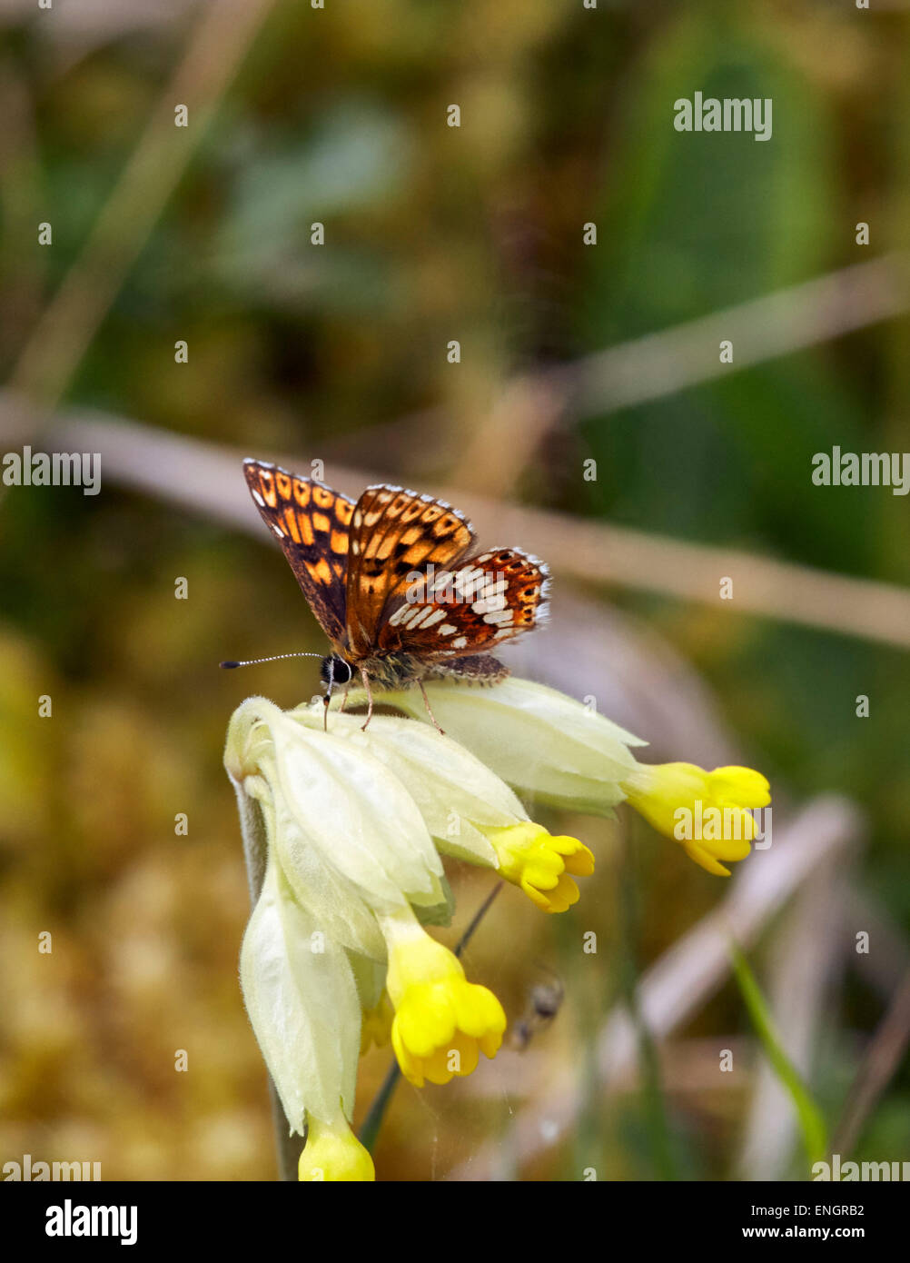 Herzog von Burgund Schmetterling auf Schlüsselblume. Noar Hill Nature Reserve, Selborne, Hampshire, England. Stockfoto