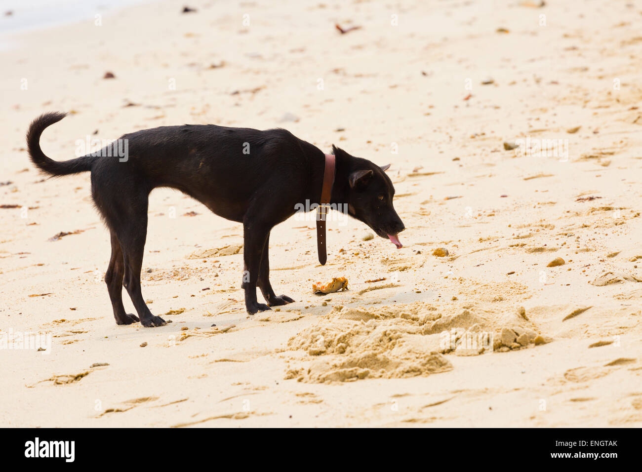 Einsamen Hund auf Bang Bao Beach auf Ko Chang, Thailand Stockfotografie -  Alamy