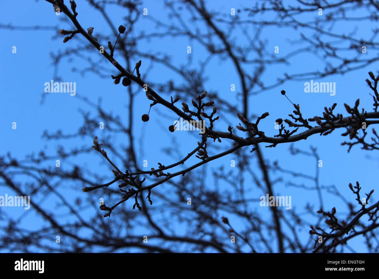 Detail einen Baum blüht in einem kanadischen an einem klaren Frühlingsmorgen und komplett blau Stockfoto