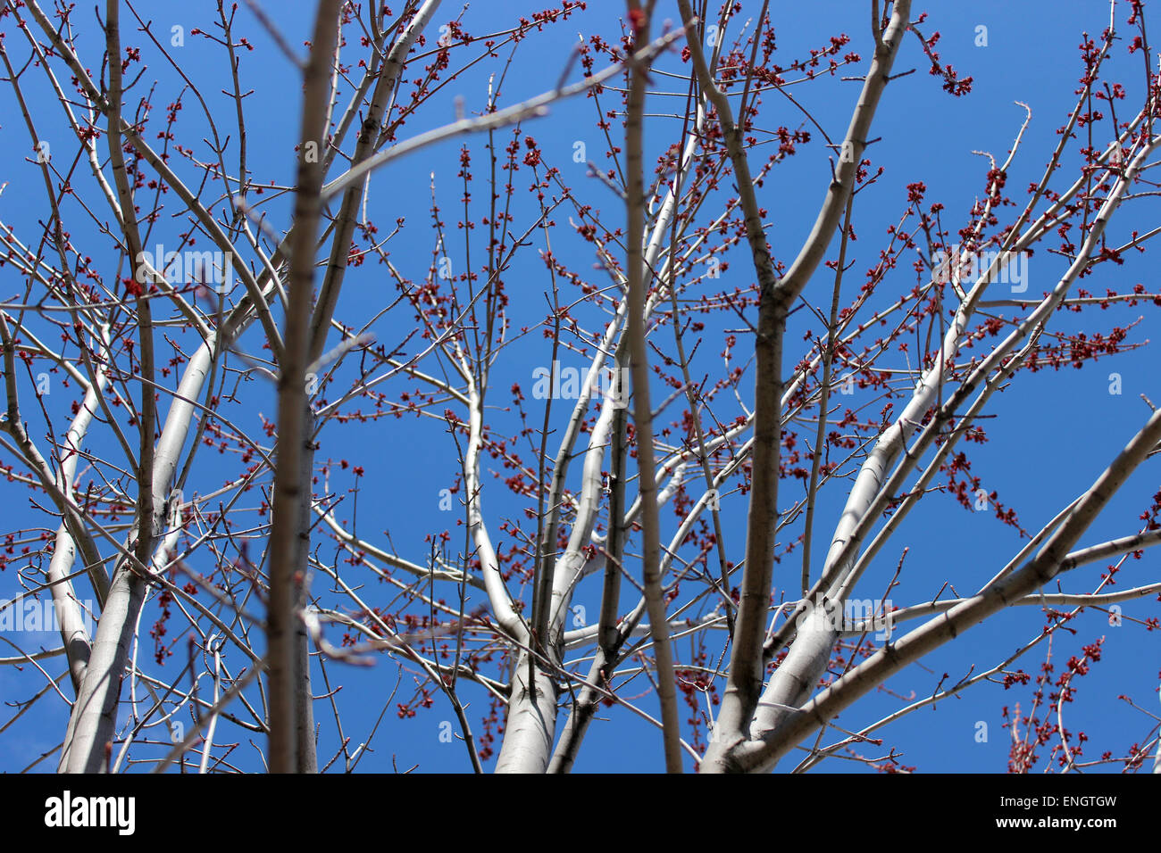 Bunte Foto von einem Baum im Frühling mit ihrer ersten Blumen, die in Kanada geboren Stockfoto