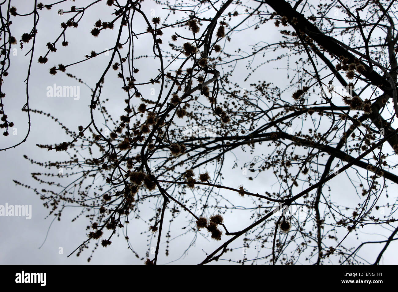 Foto eines Baumes sprießen im Frühjahr Kanada Stockfoto