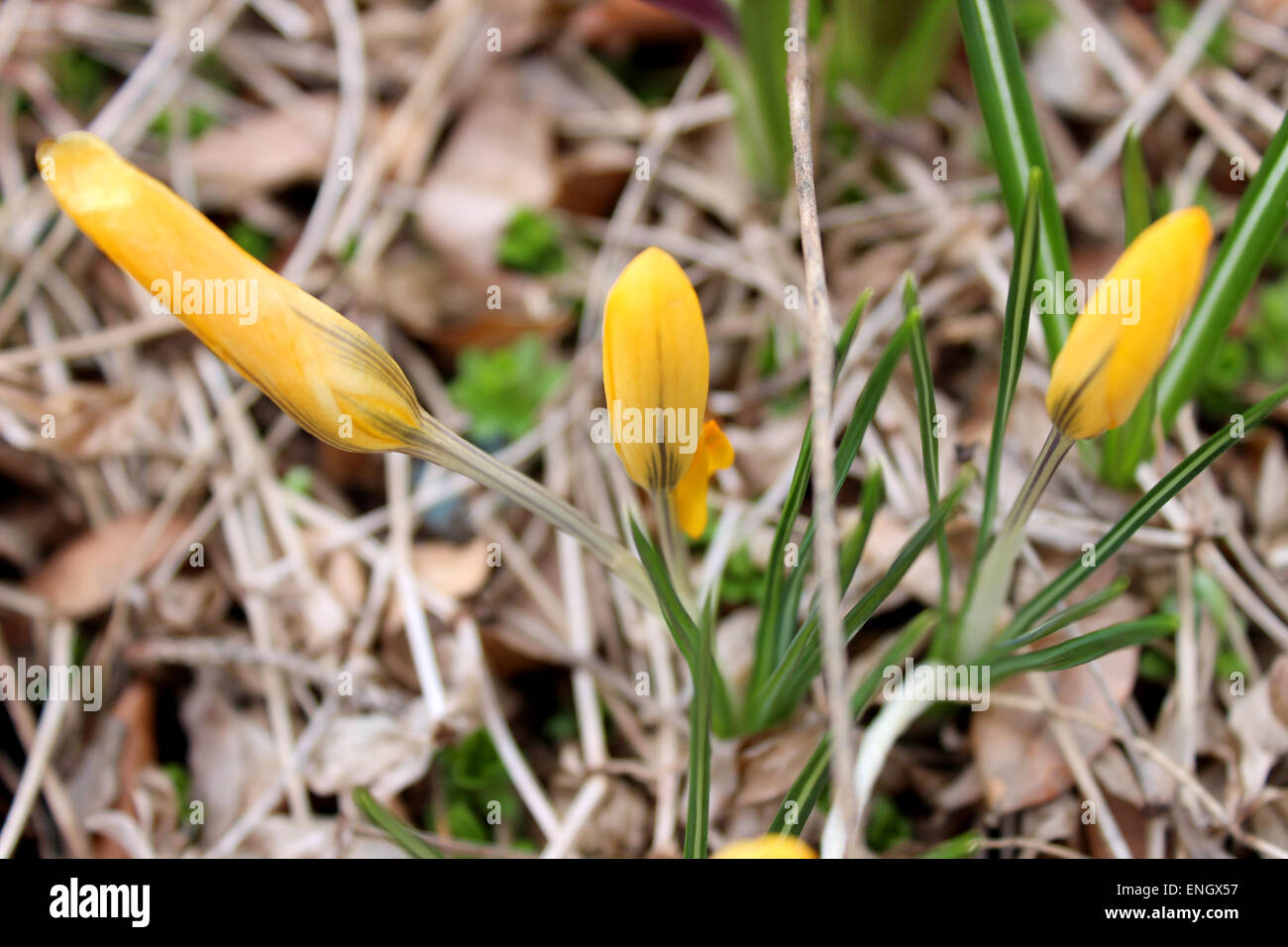 Detail der drei gelben Blüten, die in einem kanadischen Frühling unter trockenen Blättern und Zweigen geboren Stockfoto