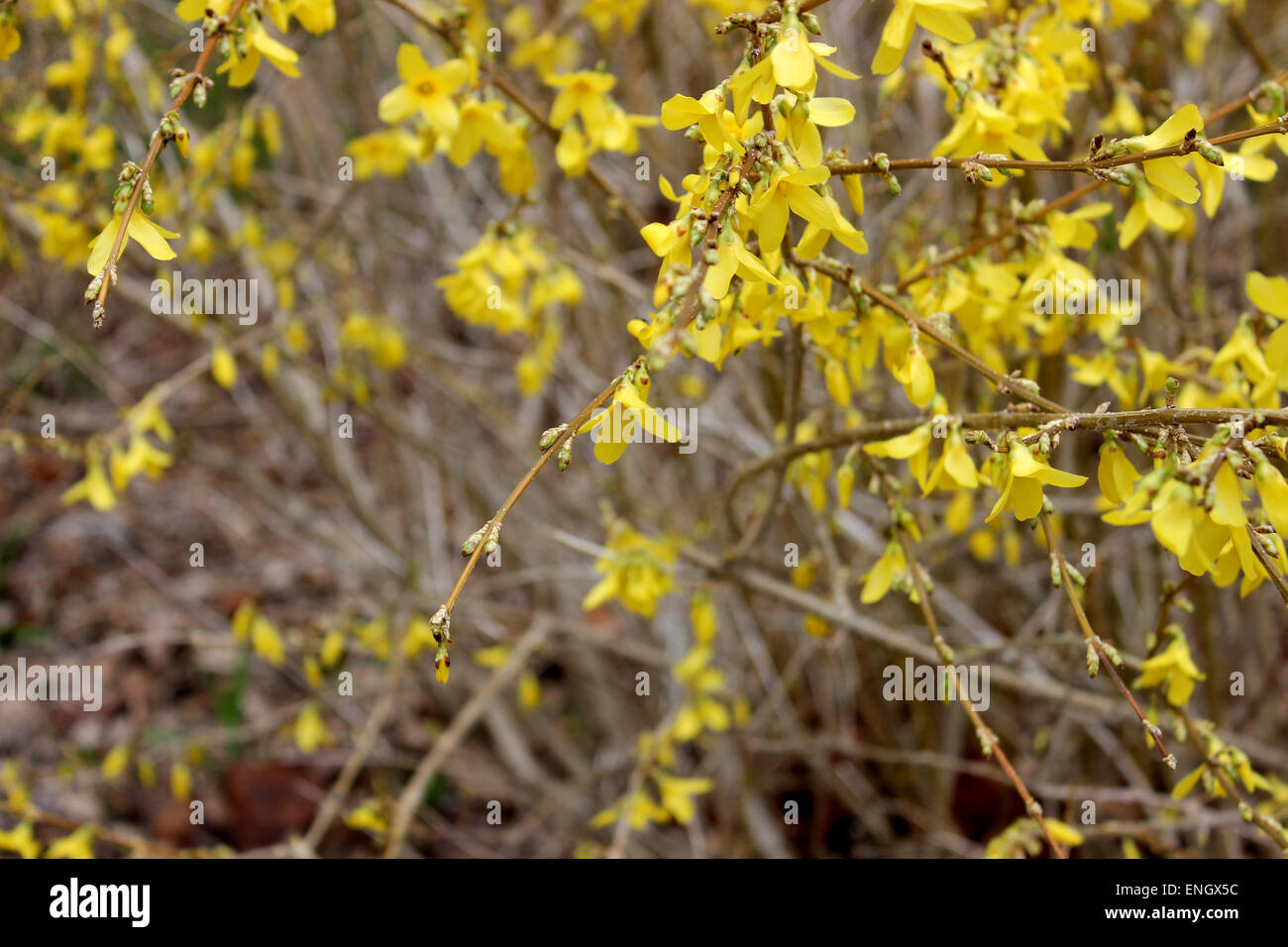 Detail von einem gelb blühenden Strauch in einem Frühling in Kanada Stockfoto