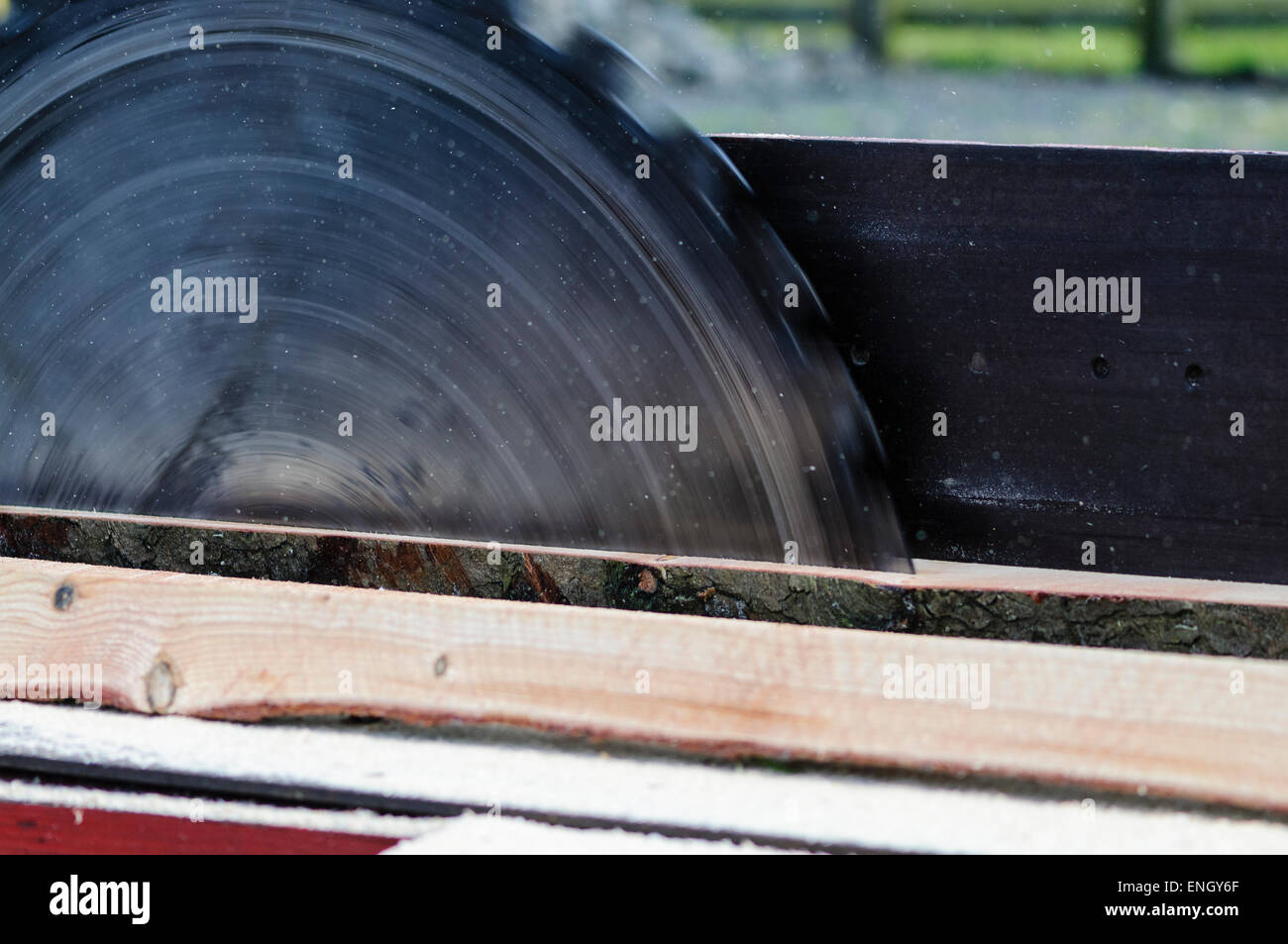 Eine große Sägeblatt schneidet einen Baumstamm auf Größe an ein Sägewerk. Stockfoto