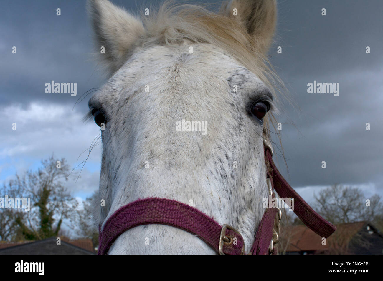 Weißes Pferd, Nahaufnahme Stockfoto