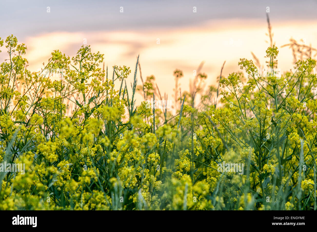 Gelb - grüne Wildblumen. Euphorbia Esula, allgemein bekannt als grüne Wolfsmilch, grünen Wolfsmilch, Wolfsmilch, Wolfs Milch oder Wolfs-Milch. Stockfoto