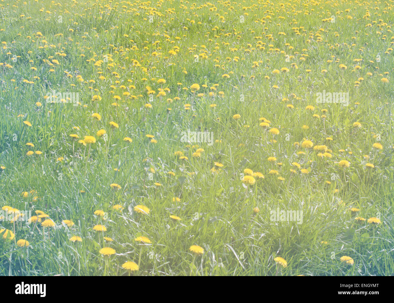 Gelber Löwenzahn auf der grünen Wiese. Frühlings-Hintergrund Stockfoto