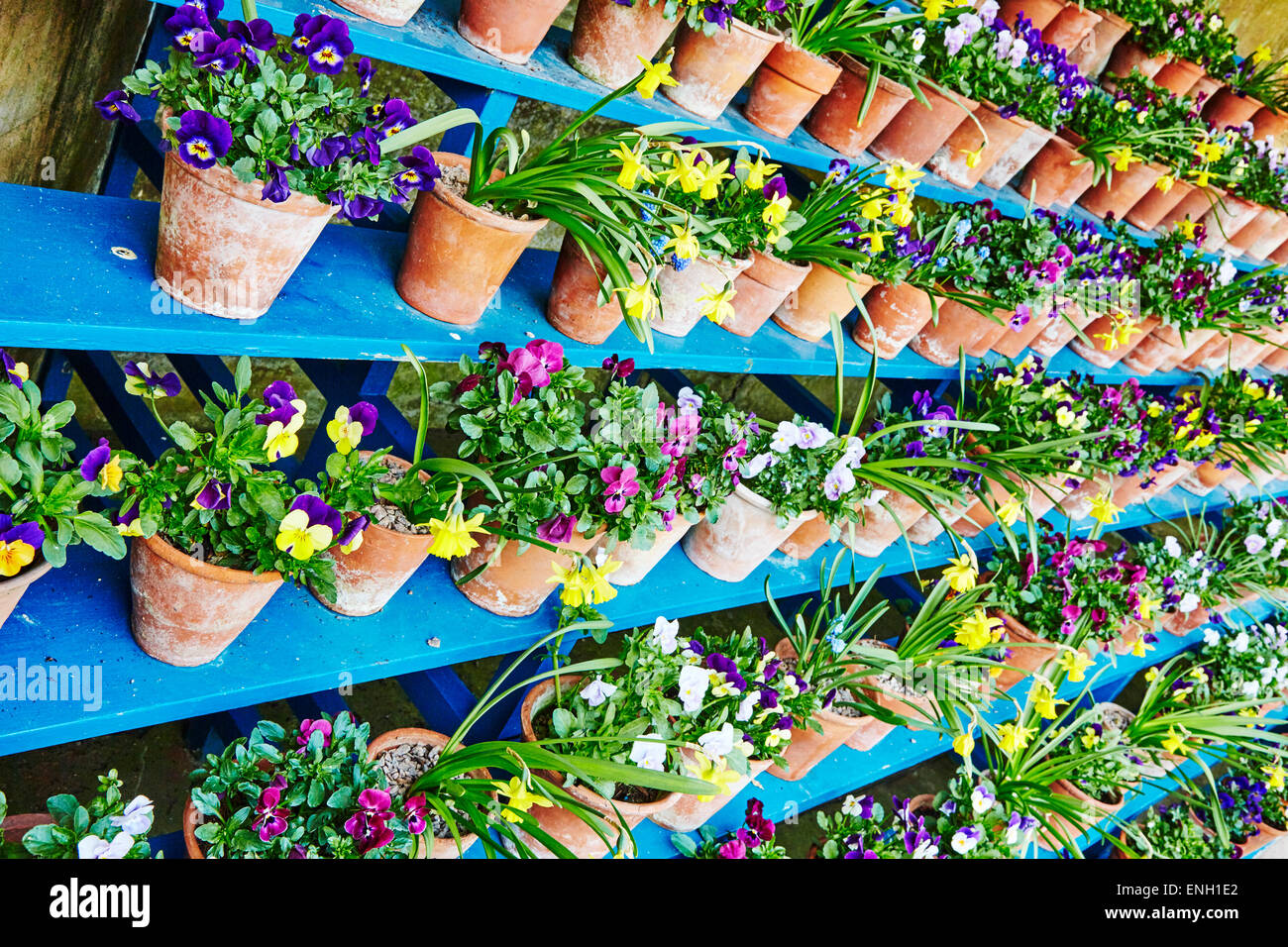 Reihen von Frühlingsblumen in Blumentöpfe in den blauen Regalen Calke Abbey, Ticknall, Derby, England. Stockfoto