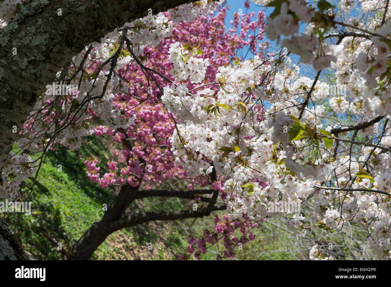 Frühling: Kirschbäume blühen Stockfoto