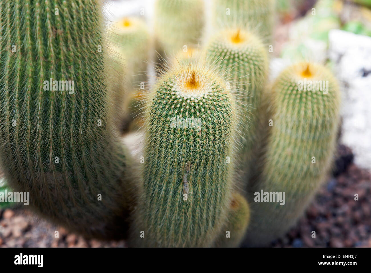 Lemon Ball Kaktus (Notocactus Leninghausii oder Parodia Leninghausii) Stockfoto