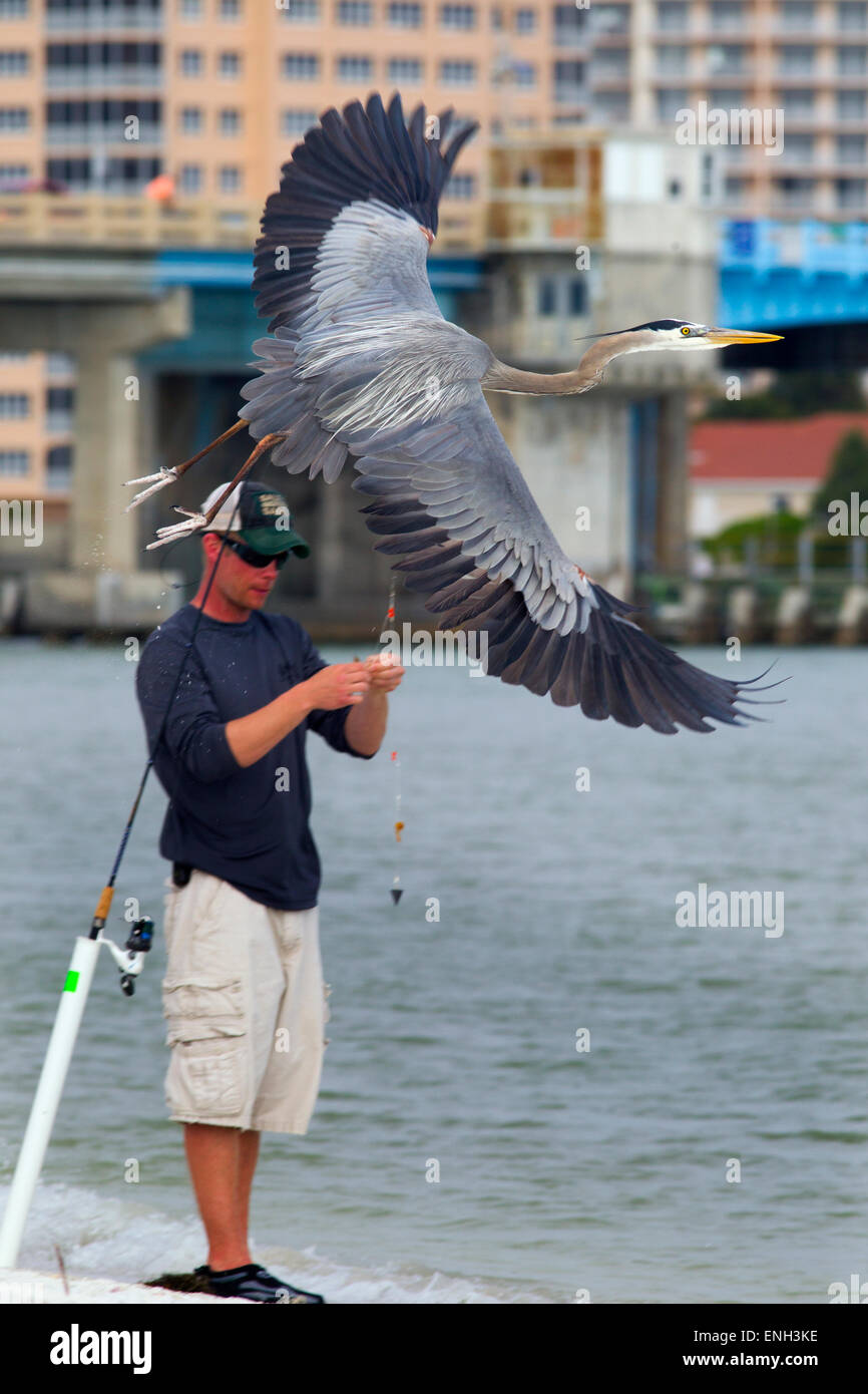 Great Blue Heron Ardea Herodias mit Fischer Golfküste Florida USA Stockfoto