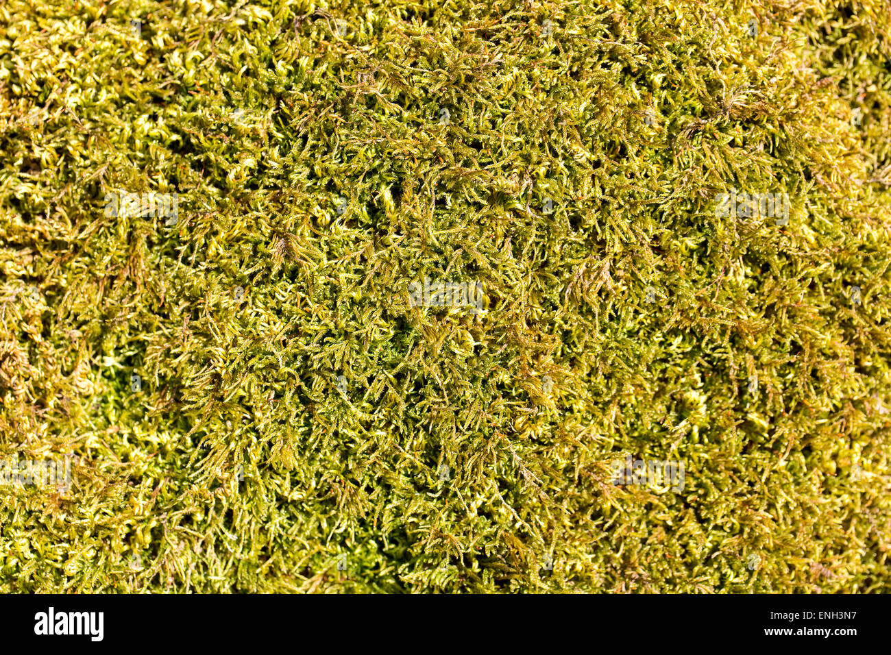 Grünes Moos Makro Nahaufnahme auf dem Baum Hintergrund als moosigen Textur Stockfoto