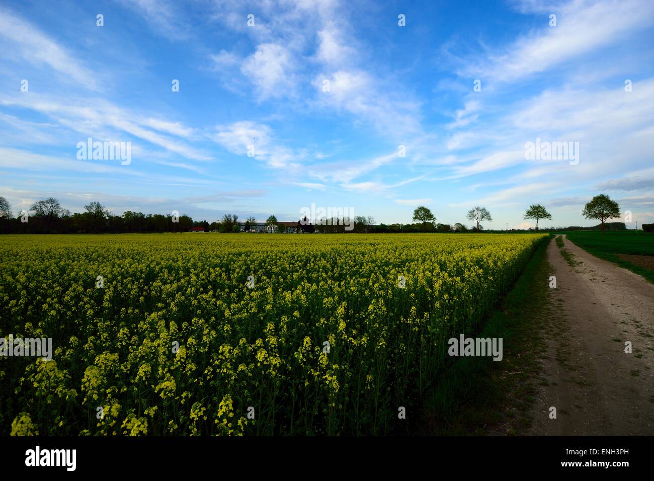 Ein Meer von gelben Raps Blumen. Landschaft Stockfoto