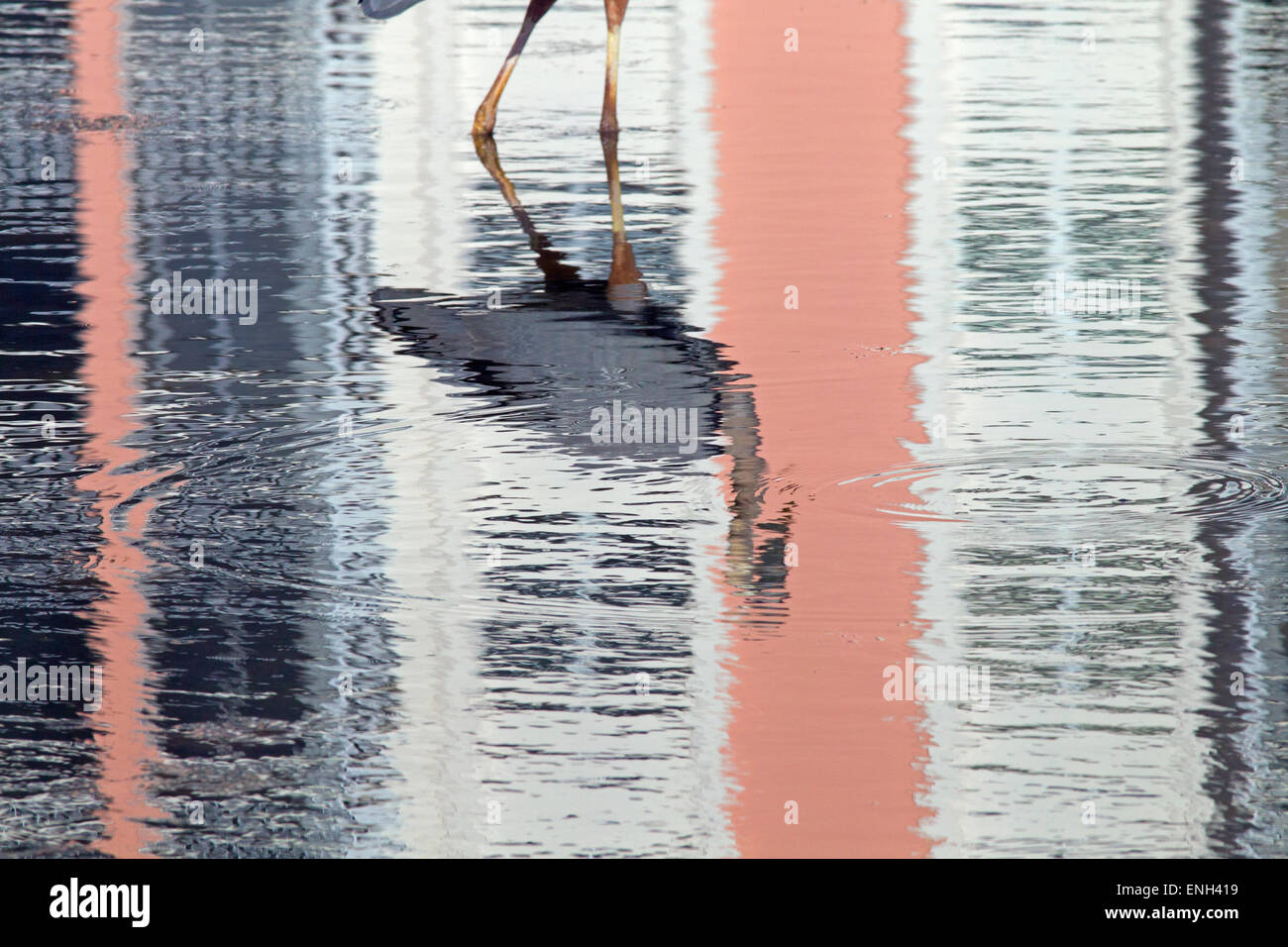 Great Blue Heron Ardea Herodias Fütterung in Lagune Fort Myers beach Golf-Küste Florida USA Stockfoto