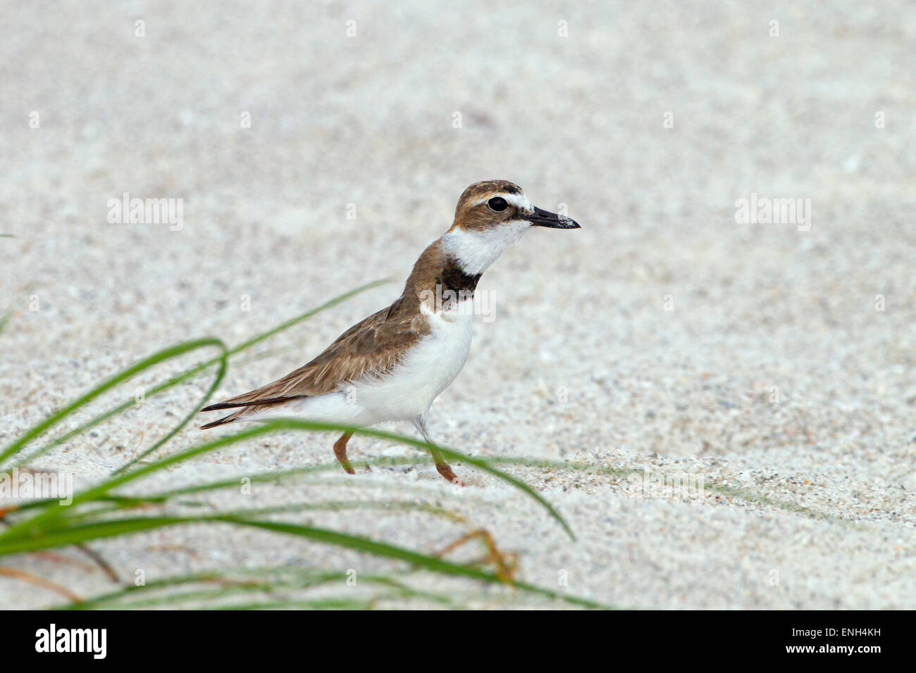 Semipalmated Regenpfeifer Chadrius semipalmated Dehnen der Hals Display Rivalen Stockfoto