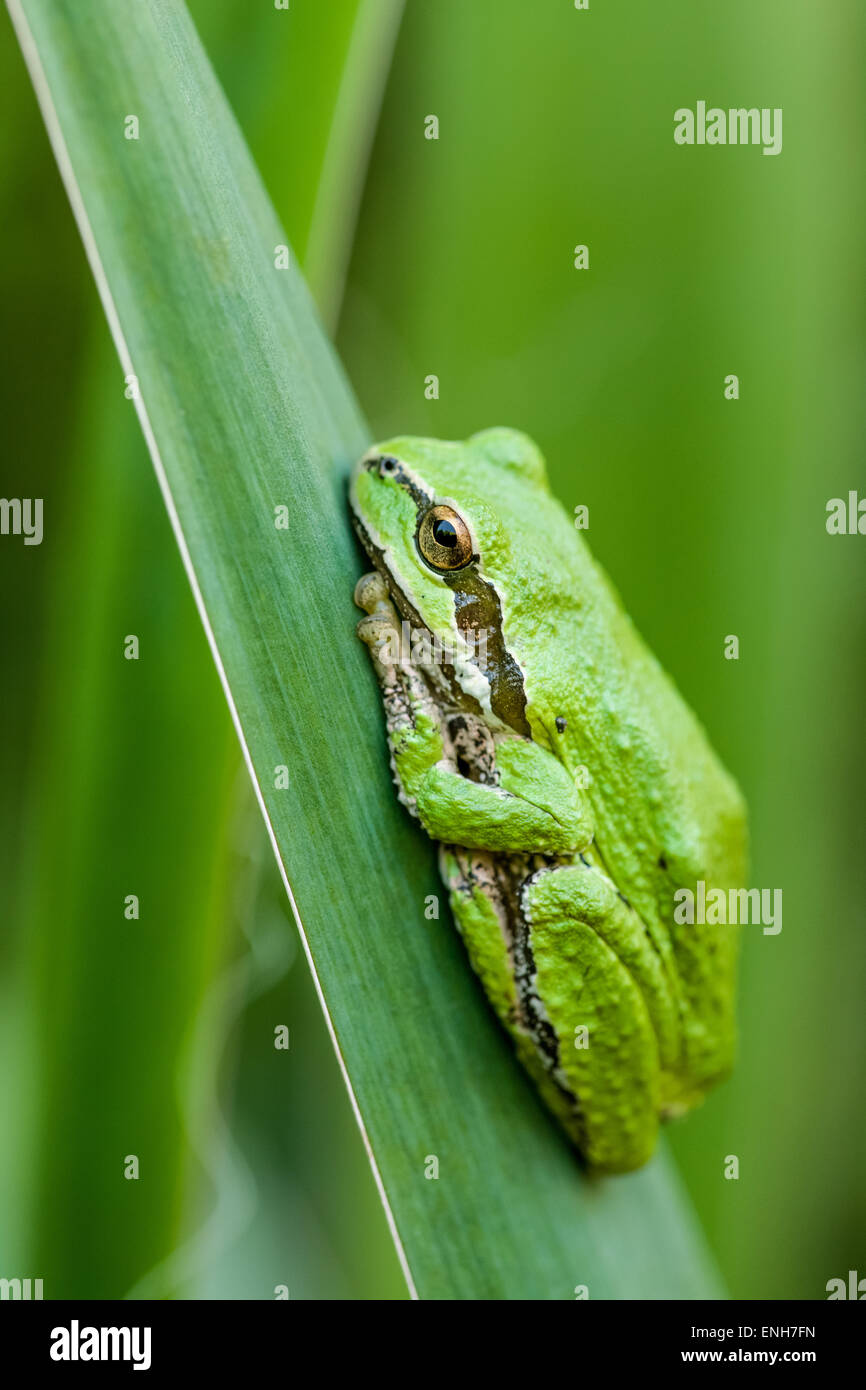 Pazifische Laubfrosch in Issaquah, Washington, USA.  Seine Haut ist rau und es hat einen schwarzen Streifen durch das Auge. Stockfoto