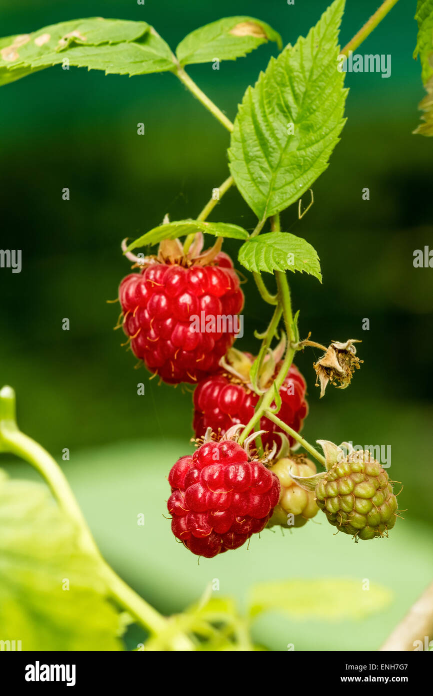 Cluster von Himbeeren in verschiedenen Stadien der Reife wachsen auf einem Weinstock in Issaquah, Washington, USA Stockfoto