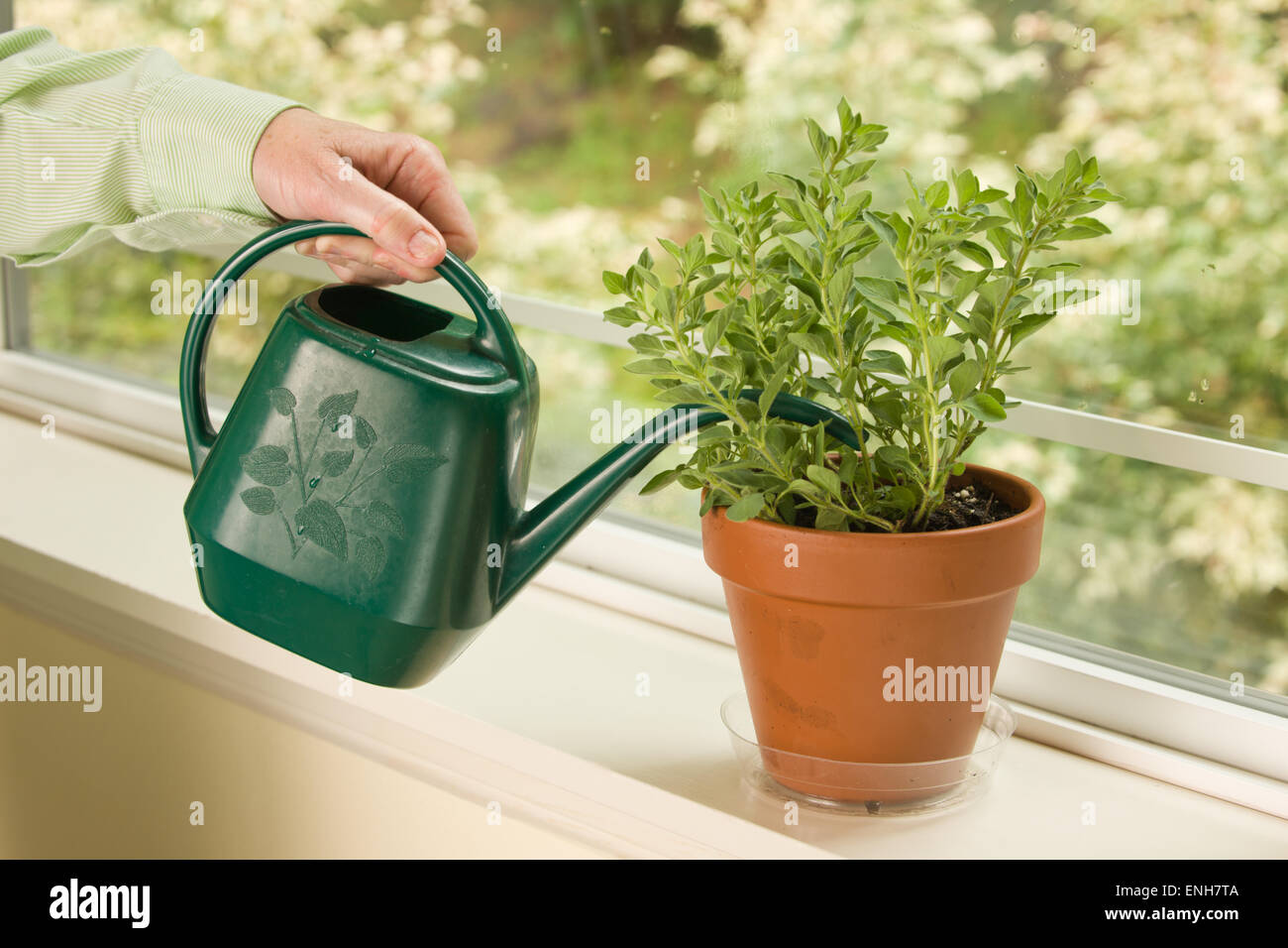 Frau, Bewässerung eine griechische Oregano-Kraut-Pflanze, die sitzt auf der Fensterbank in Issaquah, Washington, USA Stockfoto