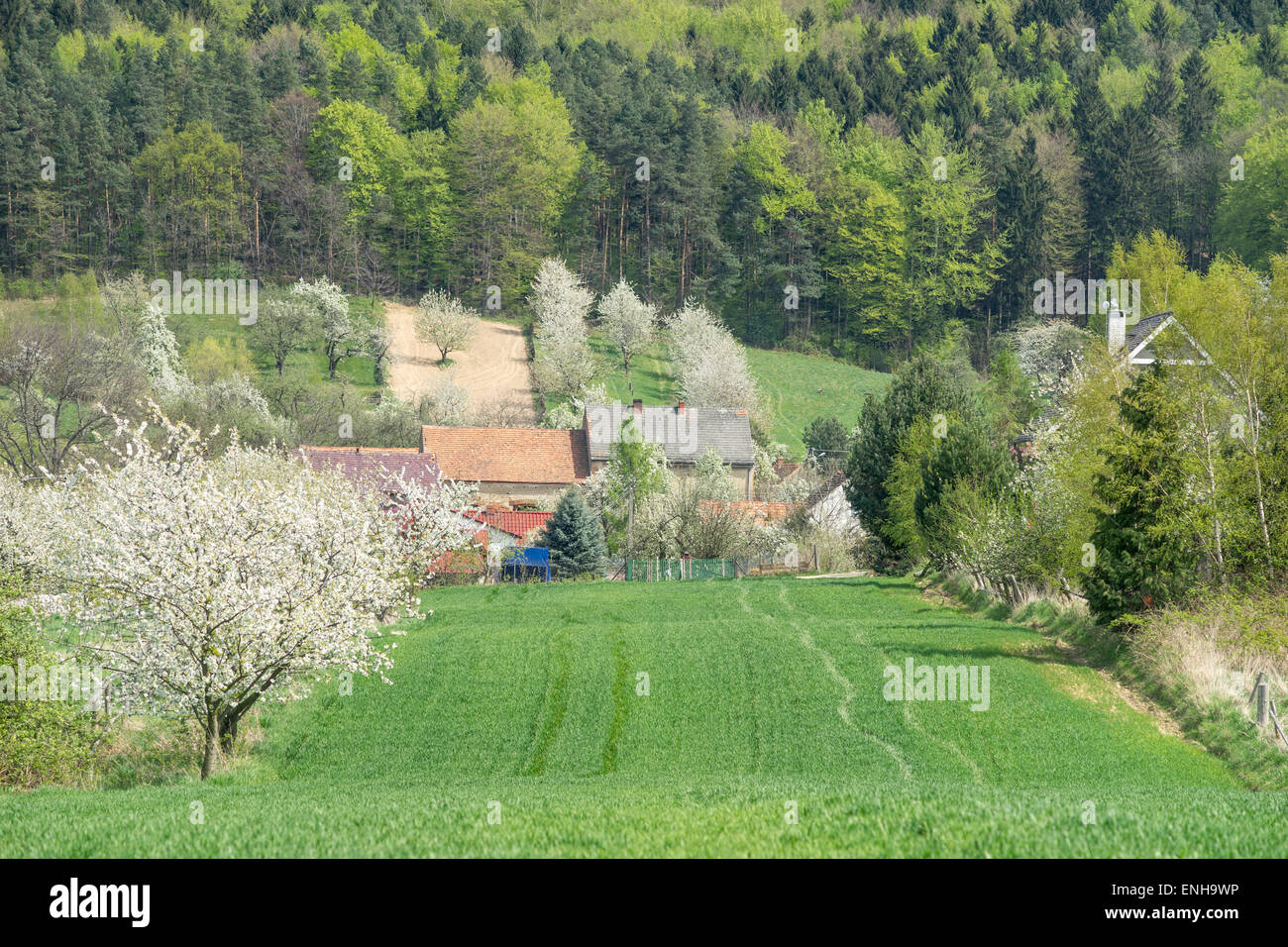Dorf im Frühling blühenden Kirsche Bäume Felder steigen Korn grünen Wald Stockfoto