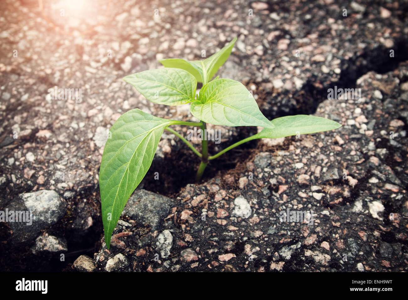 Pflanze wächst aus Riss im asphalt Stockfoto