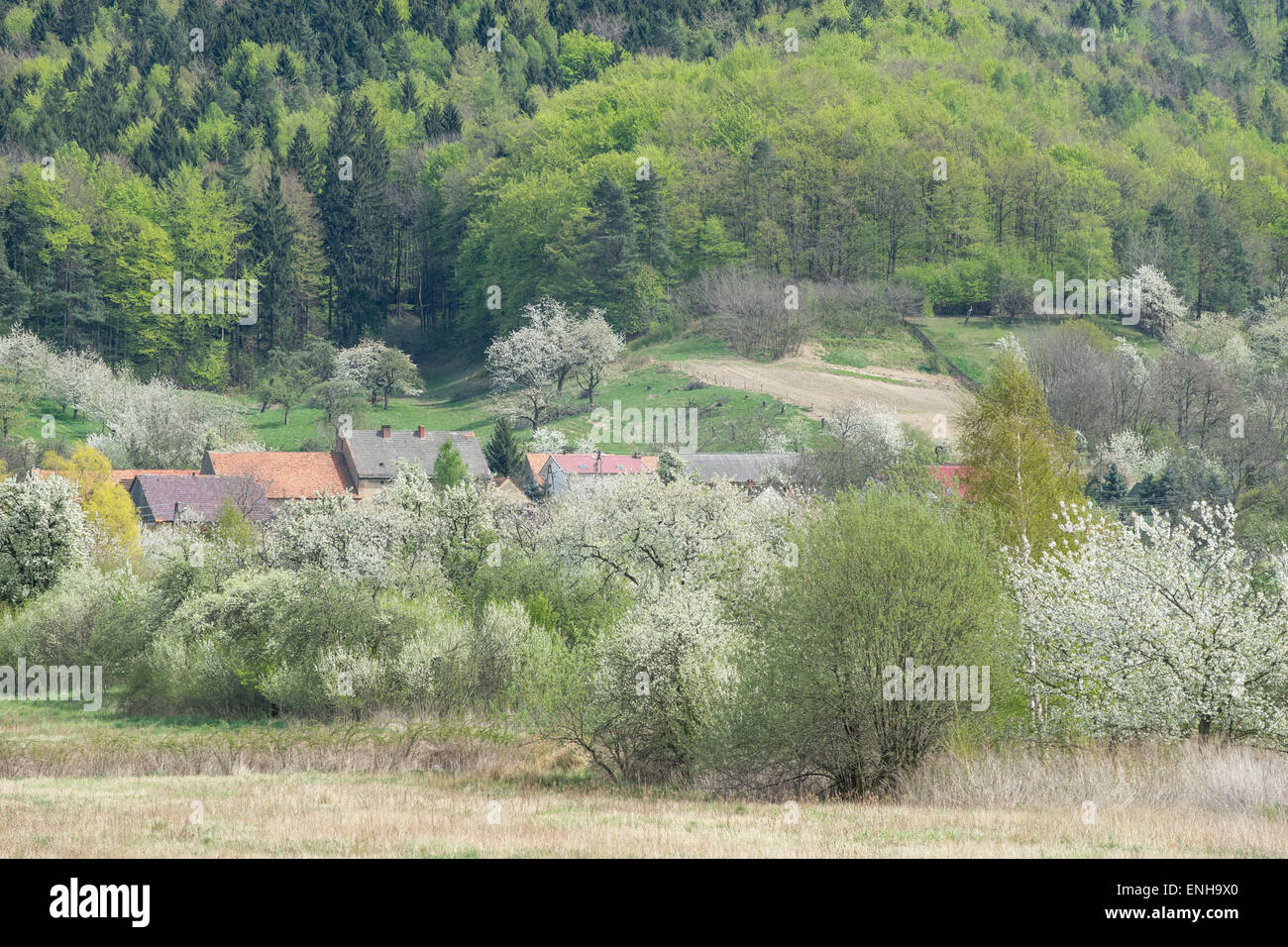 Dorf im Frühling blühenden Kirsche Bäume Felder steigen Korn grünen Wald Stockfoto