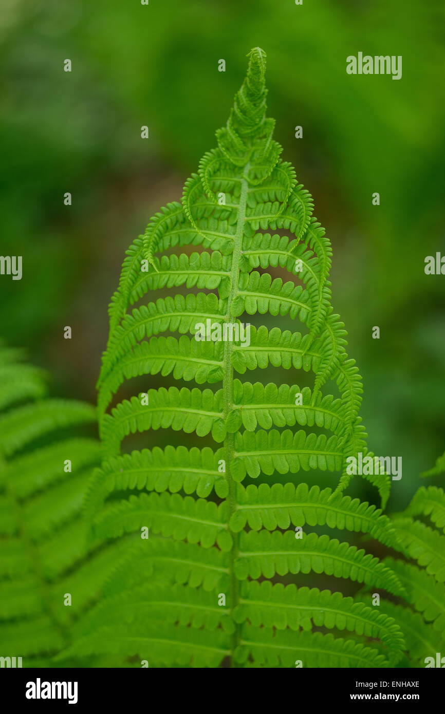 Strauß-Federball Farn frischen grünen Frühling Blätter Matteuccia struthiopteris Stockfoto