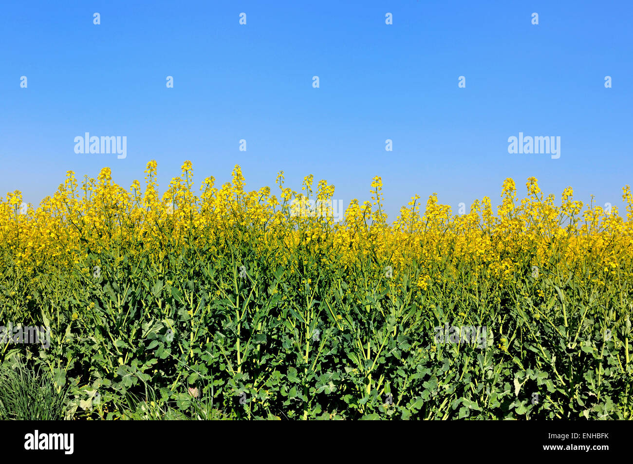 Bereich der Raps in voller Blüte unter blauem Himmel Stockfoto