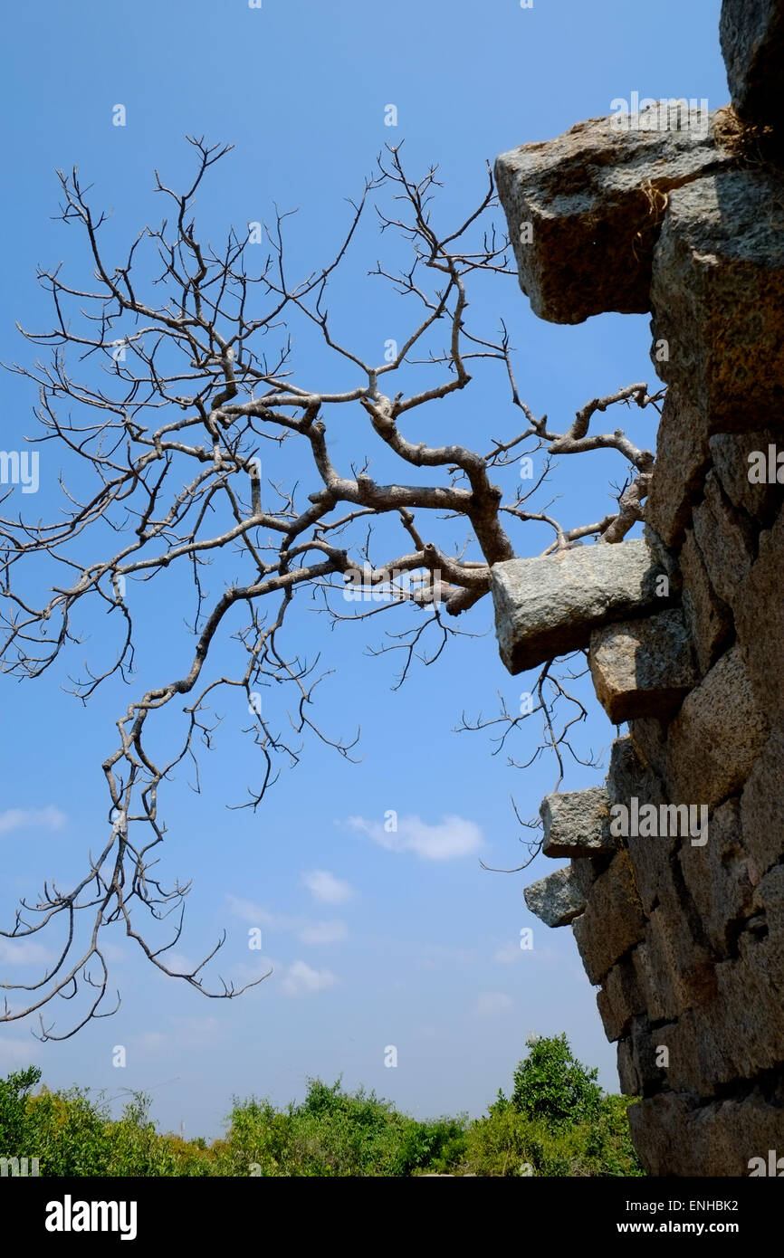 Baum wächst aus Tempelruinen. Mahabalipuram Gruppe von Denkmälern sind UNESCO-Weltkulturerbe Website. Stockfoto