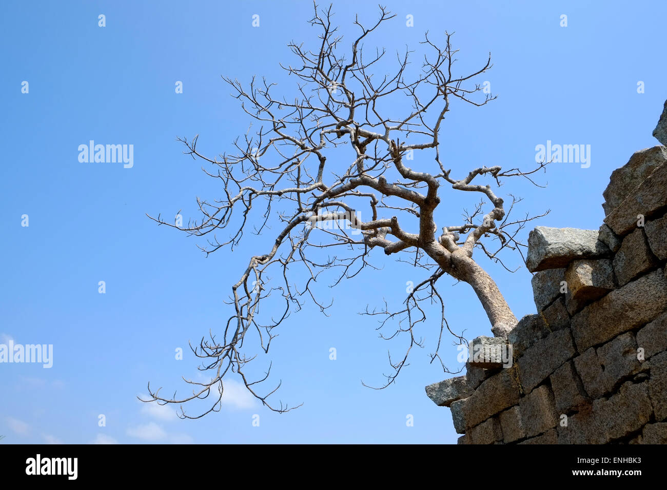 Baum wächst aus Tempelruinen. Mahabalipuram Gruppe von Denkmälern sind UNESCO-Weltkulturerbe Website. Stockfoto