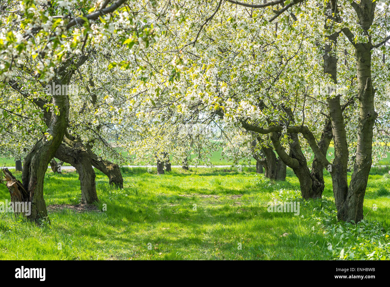 Knorrige krummen alten Kirsche Bäume blühenden Obstgarten Stockfoto