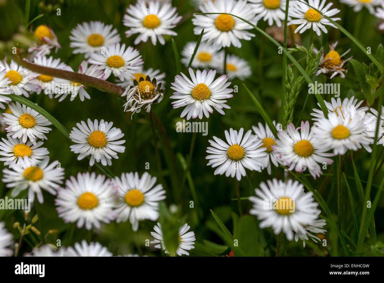 Grass Gänseblümchen, Bellis perennis Blumen im Rasengarten, Unkraut oder Schönheit Wildblumen Stockfoto