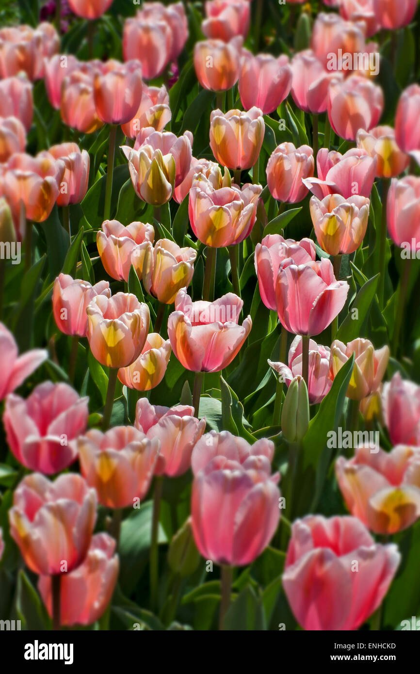 Tulpen (Tulipa), Lachs Eindruck, Botanischer Garten, München, Upper Bavaria, Bavaria, Germany Stockfoto