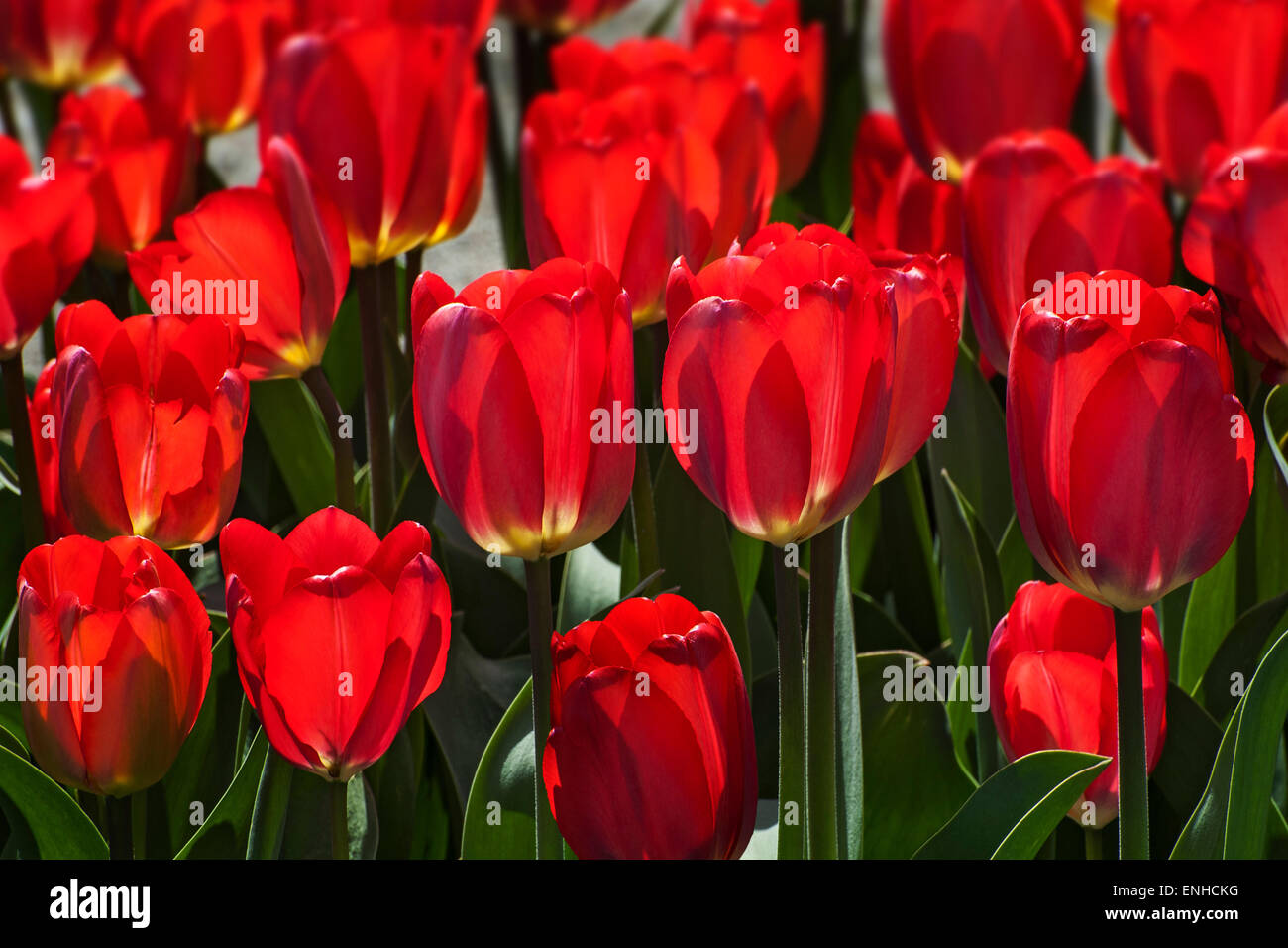 Tulpen (Tulipa), Big Chief, Botanischer Garten, München, Upper Bavaria, Bavaria, Germany Stockfoto
